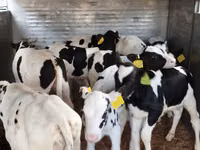 أبقار (دفعة، الجنس غير محدد), Russian Black pied cattle — الصورة 2