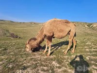 Тэмээ, Kazakh Bactrian camel — 3 зураг