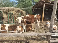 بقرة, Simmental cattle — الصورة 3