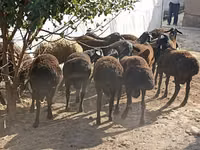 Schafe (Partie, Geschlecht nicht angegeben), Tajik sheep — Foto 1