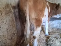 بقرة, Simmental cattle — الصورة 1