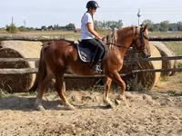 Caballo, Caballos — foto 6