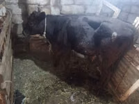 بقرة, Simmental cattle — الصورة 4