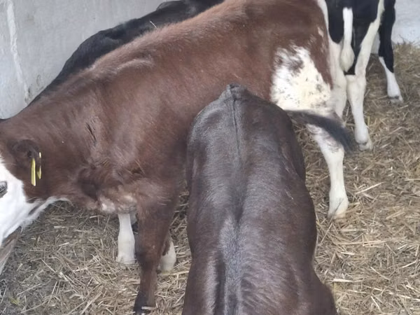 بقرة, Simmental cattle