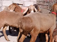 Oveja, Edilbay sheep — foto 3