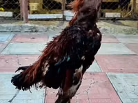 Chickens — Foto 1