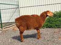 نعجة, Hissar sheep — الصورة 1