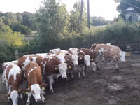 Бух, Simmental cattle — 5 зураг