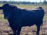 Bull, Aberdeen-Angus — photo 1