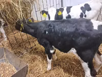 Bulle, Russian Black pied cattle — Foto 3