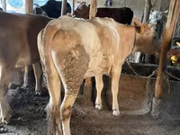 Bulle, Simmental cattle — Foto 7