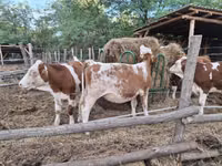 بقرة, Simmental cattle — الصورة 2