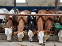 Bulle, Simmental cattle — Foto 1
