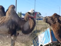 Эм тэмээ, Kazakh Bactrian camel — 2 зураг