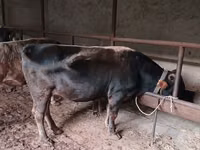 Cattle (batch, sex not specified), Cattle — photo 2