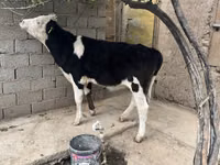 بقرة, Russian Black pied cattle — الصورة 3