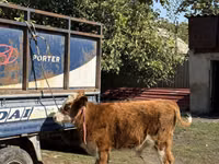 Бух, Simmental cattle — 3 зураг