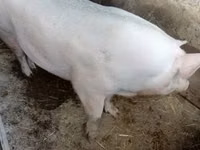 خنزيرة — الصورة 1