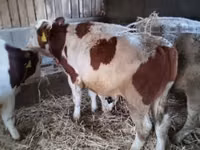 Bulle, Simmental cattle — Foto 4