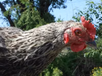 Chickens — Foto 4
