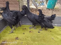 Ayam Cemani — photo 4