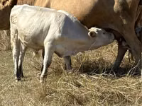 公牛, Red Polled Cow — 照片 1