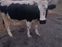 गाय, Russian Black pied cattle — फ़ोटो 1