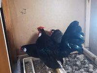 Chickens — photo 4