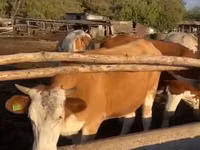 بقرة, Simmental cattle — الصورة 2