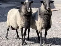 Ram, Romanov sheep — photo 1