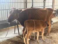 Cow, Cattle — photo 3