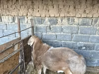 كبش, الأغنام — الصورة 3