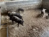 公猪 — 照片 1