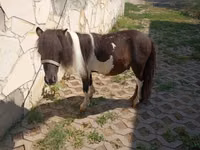 Caballo, Falabella — foto 3