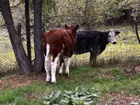 Bull, Simmental cattle — photo 3