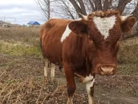 Бух, Simmental cattle — 1 зураг
