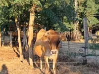 母牛, Jersey breed — 照片 2