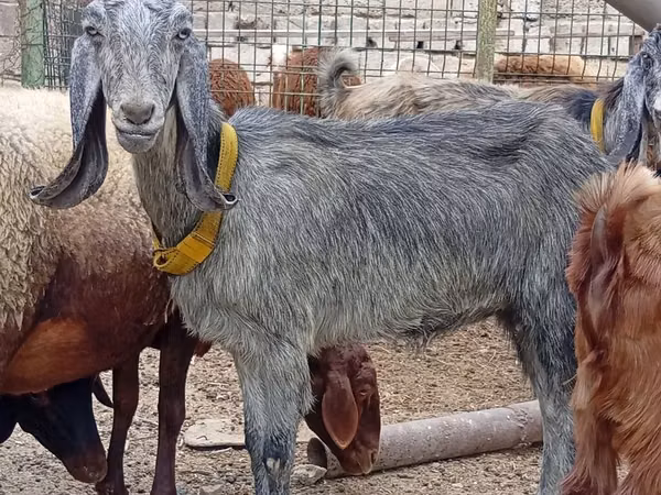 बकरी, Damask goat