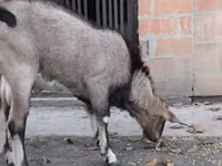 Ямааны ухна, Nubian Goat — 4 зураг