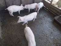 Eber, Schweine — Foto 1