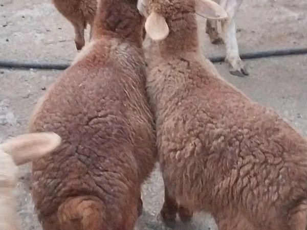 Schaf, Schafe