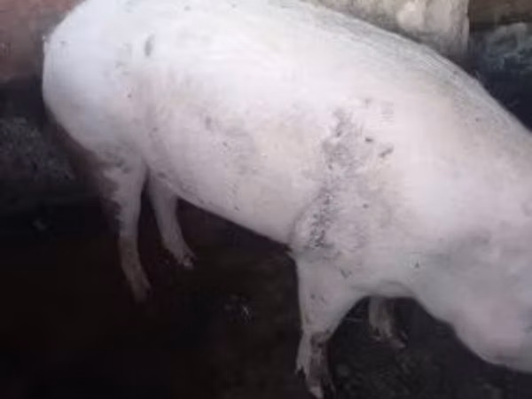 Eber, Schweine