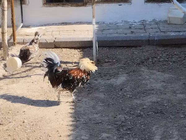 Куры