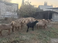 نعجة, Arashan sheep — الصورة 1