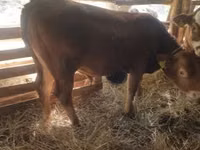 Toro, Vaca Limousin — foto 3