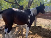 母马, Horses — 照片 1