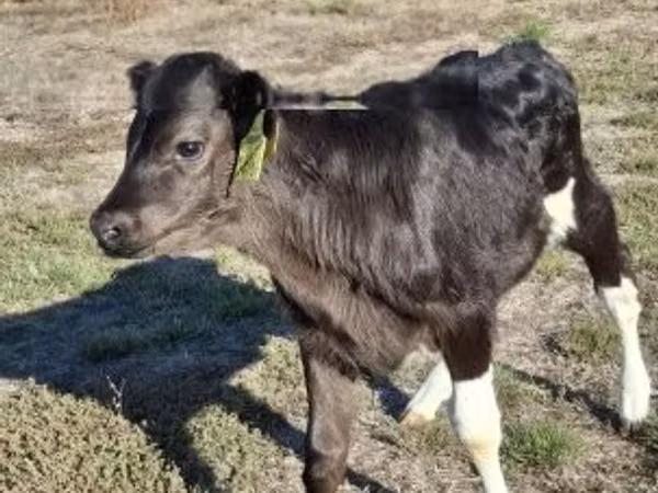 Cow, Cattle