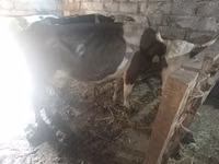 بقرة, Simmental cattle — الصورة 3