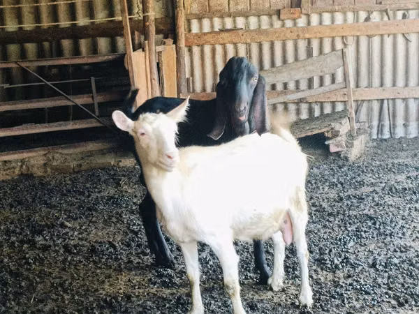 बकरा, Kamori goats