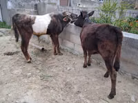 公牛, Cattle — 照片 4